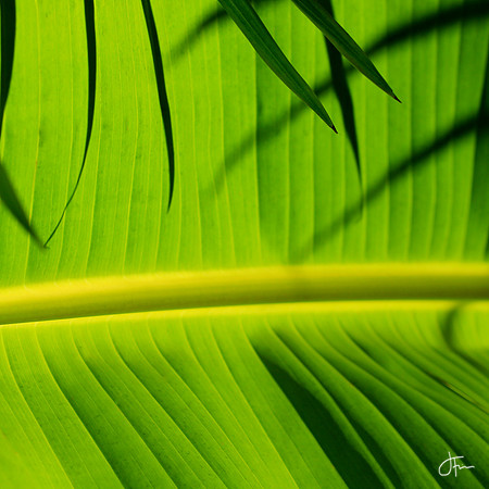 Green Banana Leaf