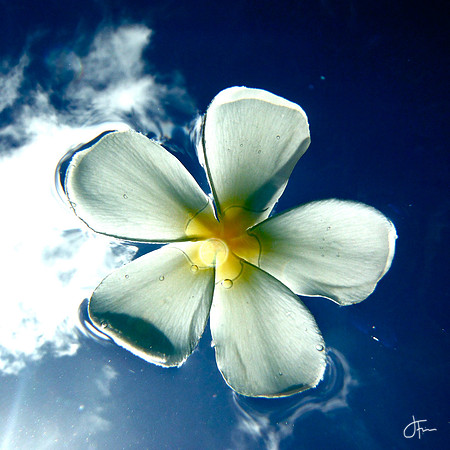 Plumeria White with Sky