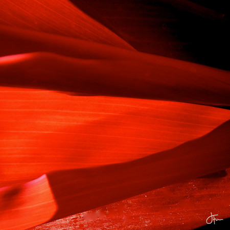 Red Banana Leaf