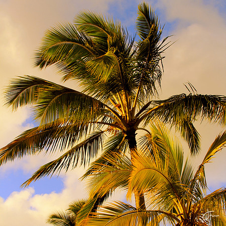 Palm Trees North Kauai