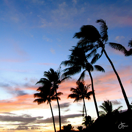 Kauai Palms Sunset