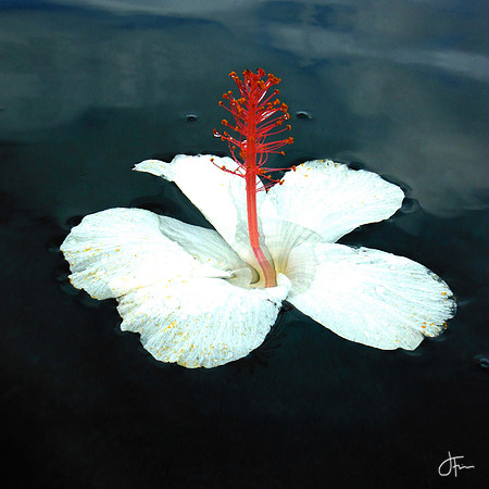 White Hibiscus in Water