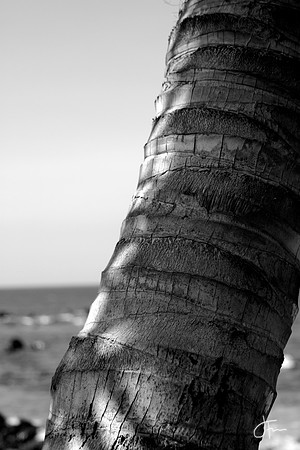 Aging Tree Lines