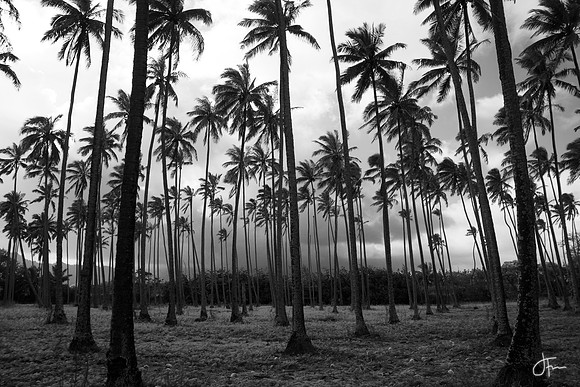 The Coconut Coast