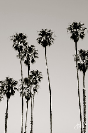 Grand Tower Palms