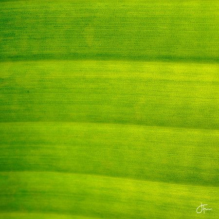 Green Leaf