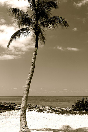 South Florida Palm