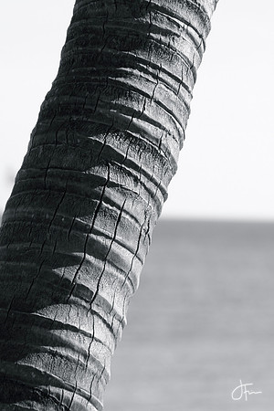 Tree Trunk