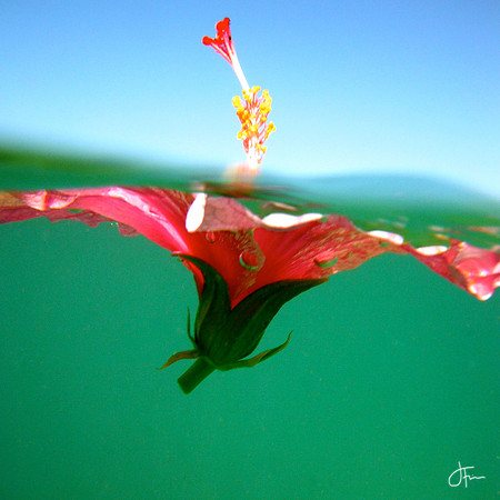 Pink Hibiscus In Water