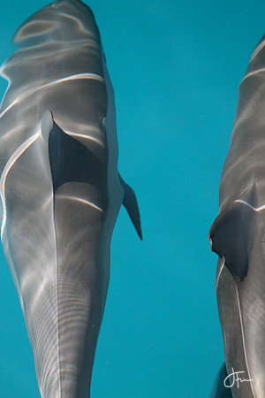 Two Dolphins