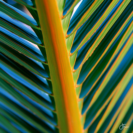 Tropical Palm