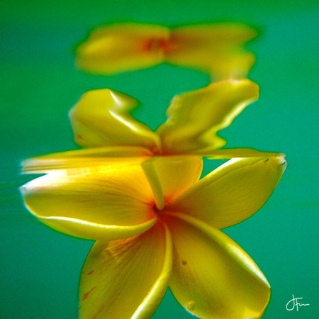 Yellow Maui Plumeria In Water