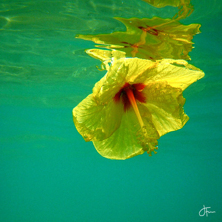 Underwater Yellow Hibiscus
