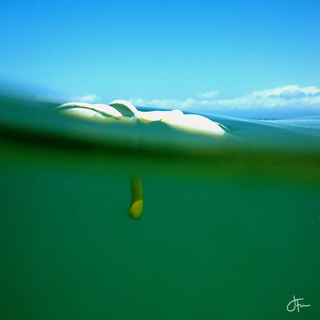 Plumeria Stem Waters