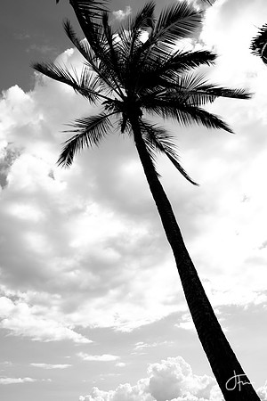 Palm and Clouds